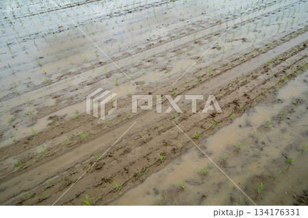 Agriculture Agriculture 134176331