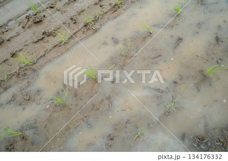 Agriculture Agriculture 134176332