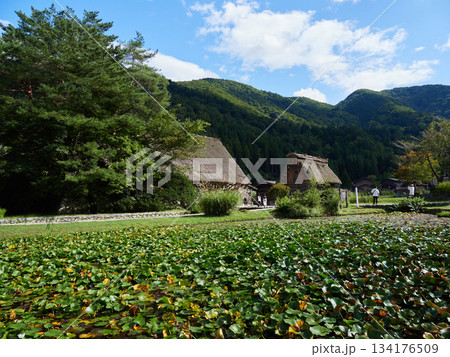 世界遺産白川郷の白川村で散策する外国人観光客の姿と合掌造りの風景 世界遺産白川郷の白川村で散策する外国人観光客の姿と合掌造りの風景 134176509