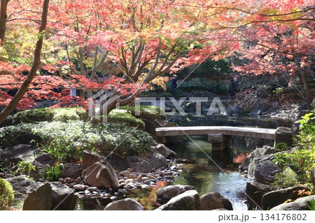 都内屈指の紅葉の庭園大田黒公園 134176802