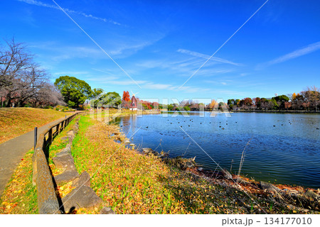 晩秋の浮間公園　浮間ヶ池と風車 134177010