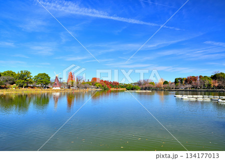 晩秋の浮間公園 浮間ヶ池と風車 晩秋の浮間公園 浮間ヶ池と風車 134177013