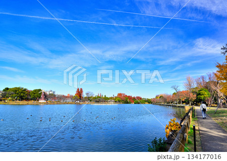 晩秋の浮間公園　浮間ヶ池と風車 134177016