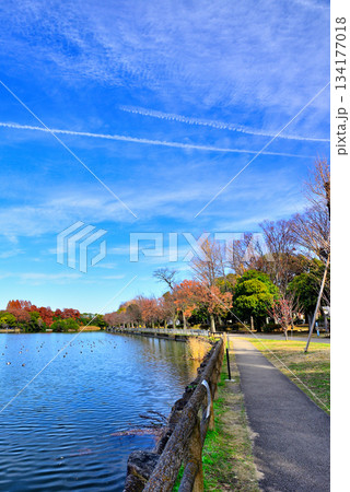 晩秋の浮間公園 浮間ヶ池と風車 晩秋の浮間公園 浮間ヶ池と風車 134177018