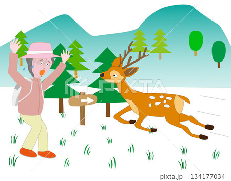 鹿と出会ってびっくりする女性 134177034