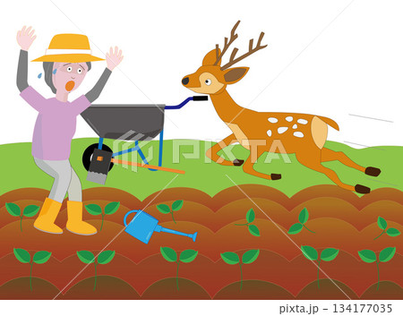 鹿と出会ってびっくりする女性 鹿と出会ってびっくりする女性 134177035