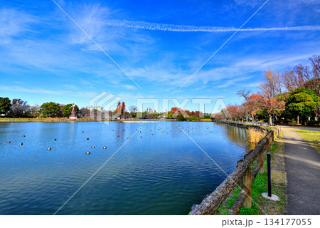 晩秋の浮間公園　浮間ヶ池と風車 134177055