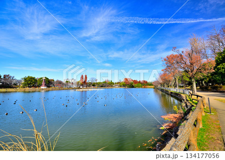 晩秋の浮間公園　浮間ヶ池と風車 134177056