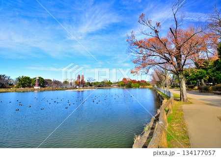 晩秋の浮間公園　浮間ヶ池と風車 134177057