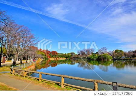 晩秋の浮間公園　浮間ヶ池と風車 134177060