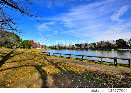 晩秋の浮間公園　浮間ヶ池と風車 134177063