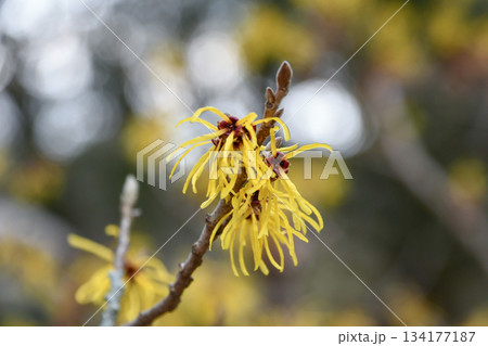 シナマンサク Chinese witch hazel シナマンサク Chinese witch hazel 134177187