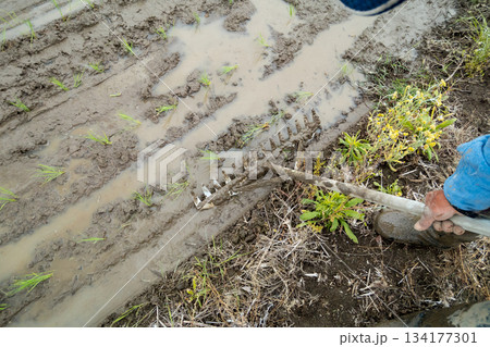 Agriculture Agriculture 134177301