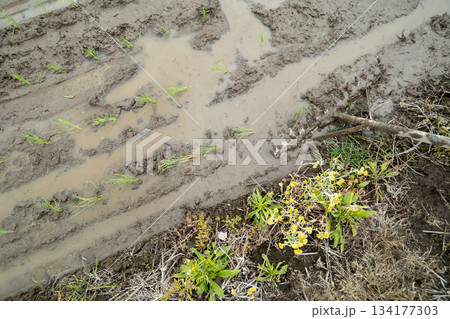 Agriculture Agriculture 134177303