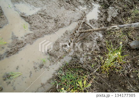 Agriculture Agriculture 134177305