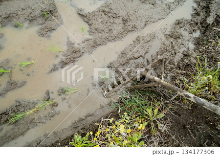 Agriculture 134177306