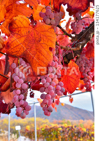 《山梨県》赤く色づいたブドウの実 《山梨県》赤く色づいたブドウの実 134177625