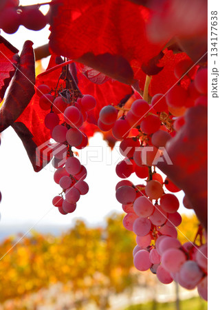 《山梨県》赤く色づいたブドウの実 134177638