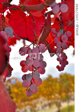 《山梨県》赤く色づいたブドウの実 《山梨県》赤く色づいたブドウの実 134177640