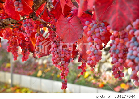 《山梨県》赤く色づいたブドウの実 134177644