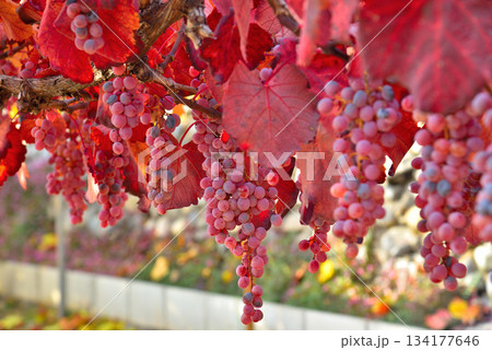 《山梨県》赤く色づいたブドウの実 134177646