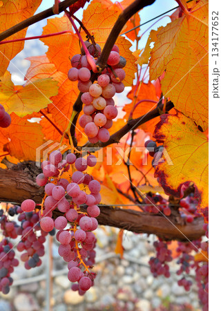 《山梨県》赤く色づいたブドウの実 134177652
