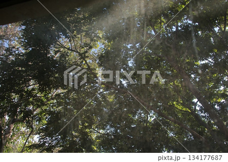 Sunbeams filter through green forest tree canopy branches. Sunbeams filter through green forest tree canopy branches. 134177687