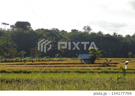 Rice fields hut tropical agricultural landscape under bright sky. Rice fields hut tropical agricultural landscape under bright sky. 134177704
