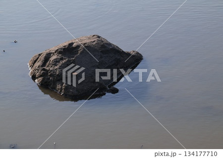Dark rock submerged resting in shallow murky water outdoors Dark rock submerged resting in shallow murky water outdoors 134177710