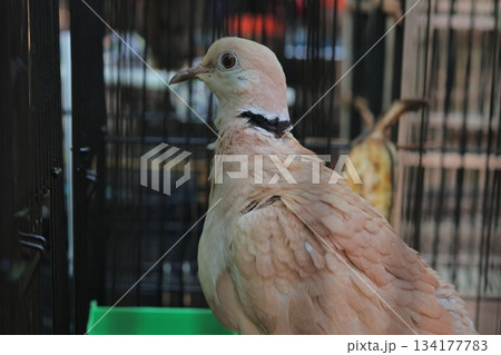 Detailed close-up portrait of a lovely Javanese turtledove. 134177783