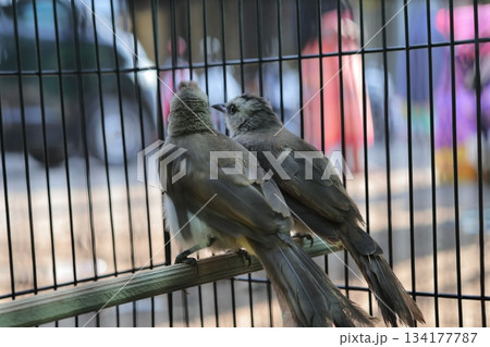 Two Small Birds Captured in a Wire Cage Looking Outward Two Small Birds Captured in a Wire Cage Looking Outward 134177787