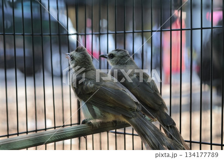 Two Small Wild Birds Captured Inside Cage Two Small Wild Birds Captured Inside Cage 134177789