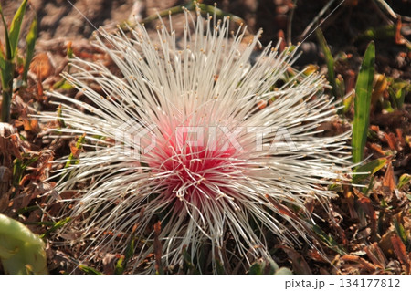 Close-up of a Delicate Powderpuff Flower Bloom Close-up of a Delicate Powderpuff Flower Bloom 134177812