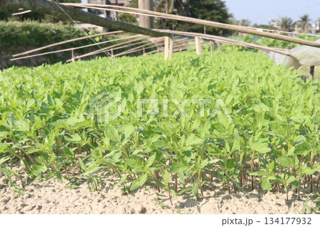 Chili seedling on farm for harvest are cash crops 134177932