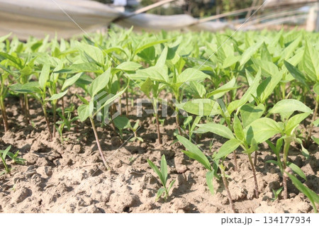 Chili seedling on farm for harvest are cash crops Chili seedling on farm for harvest are cash crops 134177934