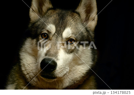 Serious question.Security,safety.Dog's head west siberian laika on black 134178025