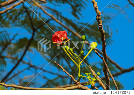 Vibrant red Royal Poinciana flower blossoming against deep blue sky Vibrant red Royal Poinciana flower blossoming against deep blue sky 134178072