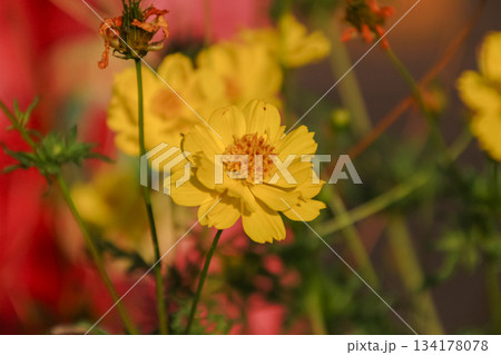 Close-up macro shot of vibrant yellow Cosmos Sulphureus flower blooming brightly in a sunny summer garden with blurred background. 134178078