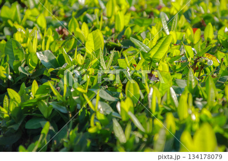 Close-up view of fresh bright green tea leaves texture under dazzling morning sunlight Close-up view of fresh bright green tea leaves texture under dazzling morning sunlight 134178079