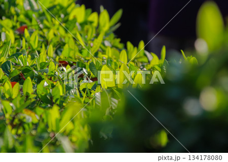 Vibrant green backlit leaves texture close-up in nature with beautiful bokeh background 134178080