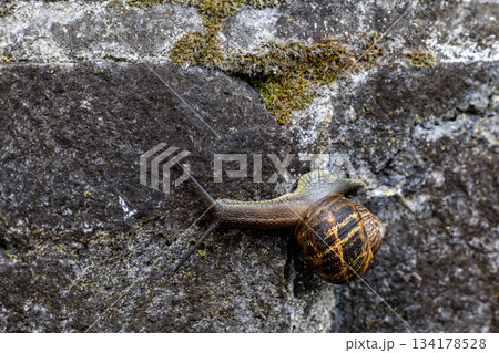 Snail Crawling on Mossy Stone Wall in Natural Outdoor Setting Snail Crawling on Mossy Stone Wall in Natural Outdoor Setting 134178528