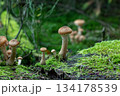 Wild mushrooms sprouting on mossy log in damp green forest bokeh 134178539
