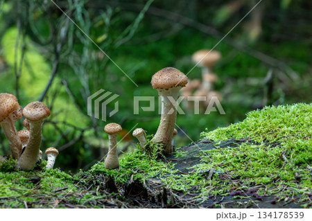 Wild mushrooms sprouting on mossy log in damp green forest bokeh Wild mushrooms sprouting on mossy log in damp green forest bokeh 134178539