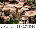 Dense cluster of honey fungus mushrooms on mossy log in autumn forest 134178540