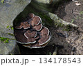 Cluster of Brown Mushrooms on Tree Root in Forest Setting 134178543