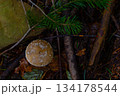 Top View of Forest Floor with Mushroom and Pine Branch 134178544