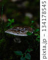Mysterious Mushroom Among Lush Forest Foliage in Shadowy Understory 134178545