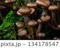 Spotted honey mushrooms clustered on mossy log in damp woodland 134178547