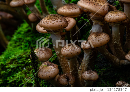 Spotted honey mushrooms clustered on mossy log in damp woodland 134178547