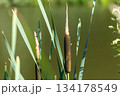 Close-Up Of Cattail Reed By Pond In Summer Sunlight 134178549